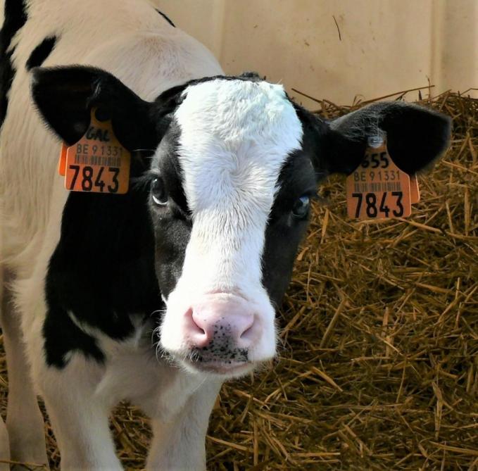 Buurthuis 'Het Geschilde Tomaatje' - Foto 8